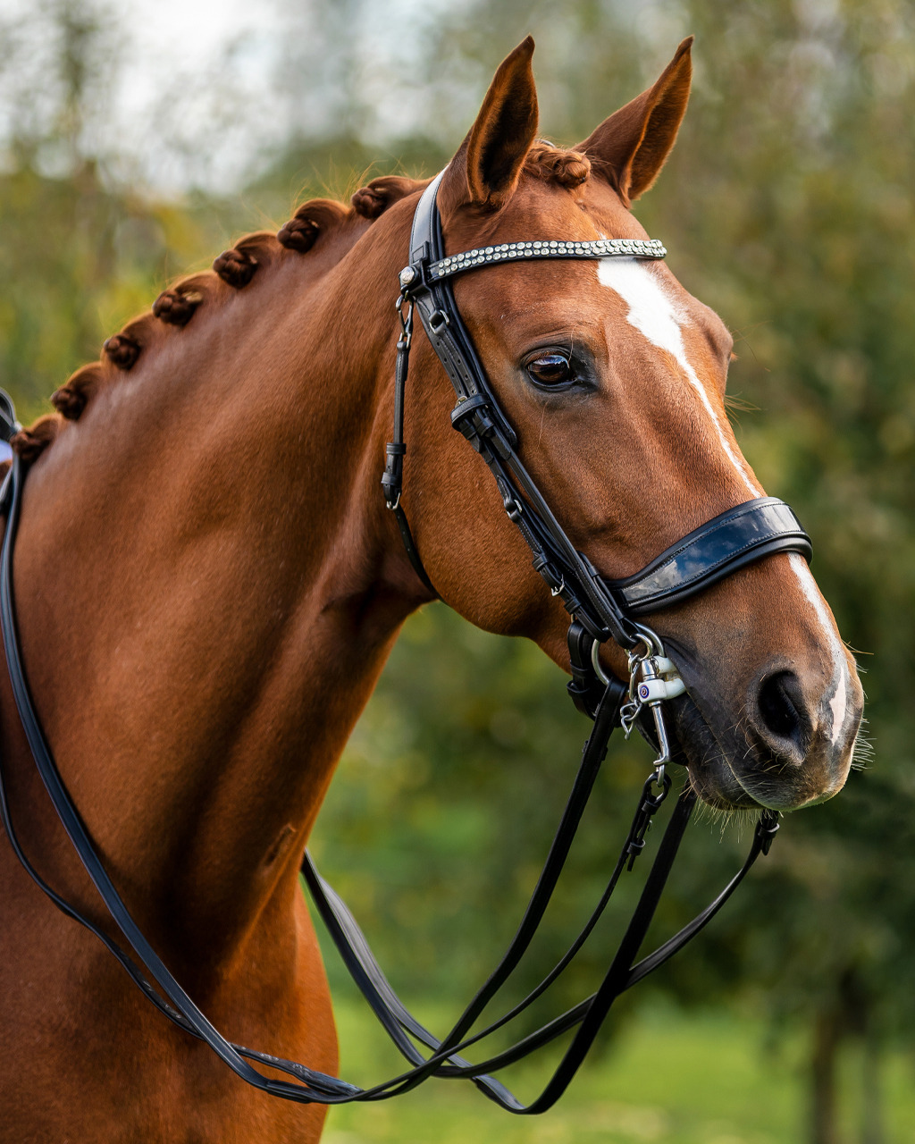 PresTeq Teugel FayRein weymouth