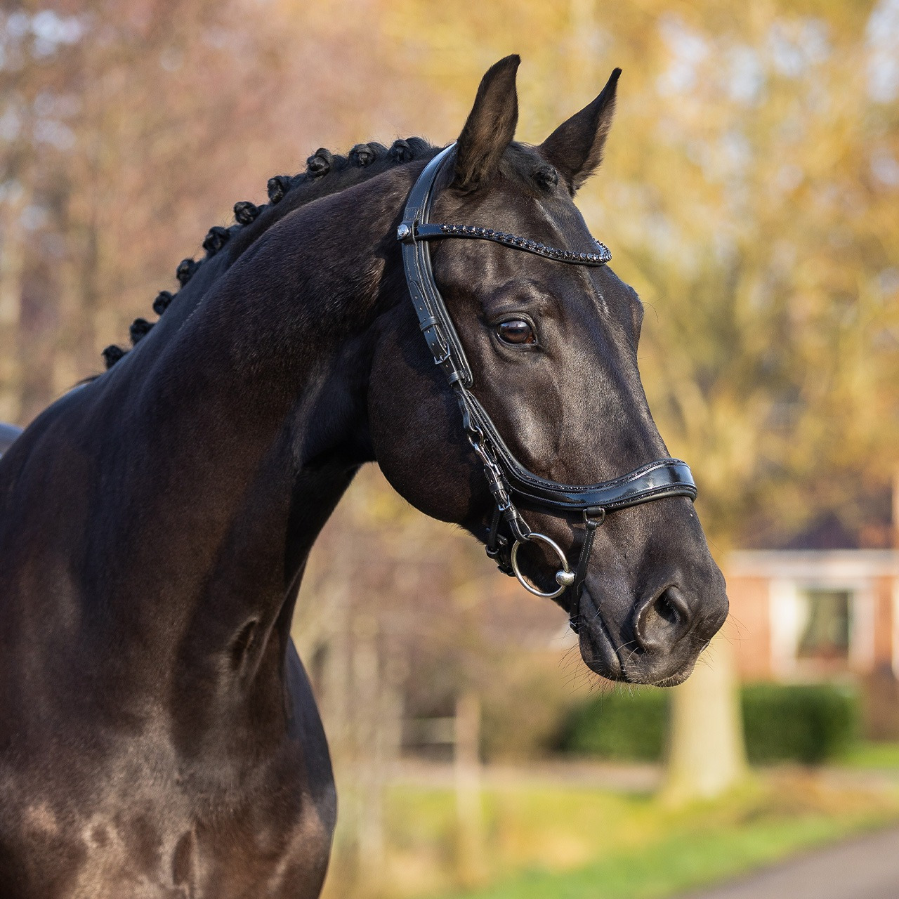 PresTeq Hoofdstel FaySport Blackpearl