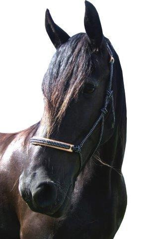 F.R.A. Rope halter Pablo