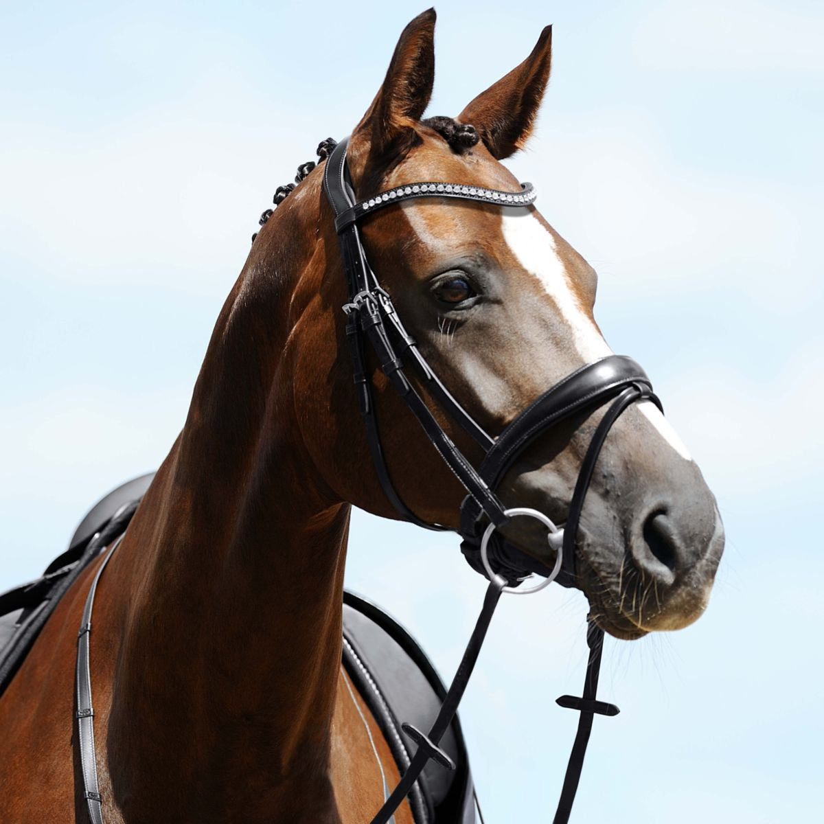 Passier Atlas Trense mit breitem schwedischem Lack-Reithalfter