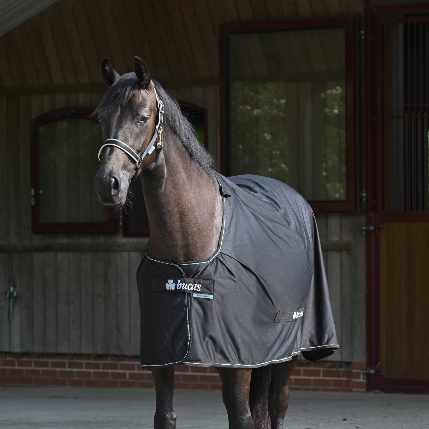 Bucas Power Cooler Pony