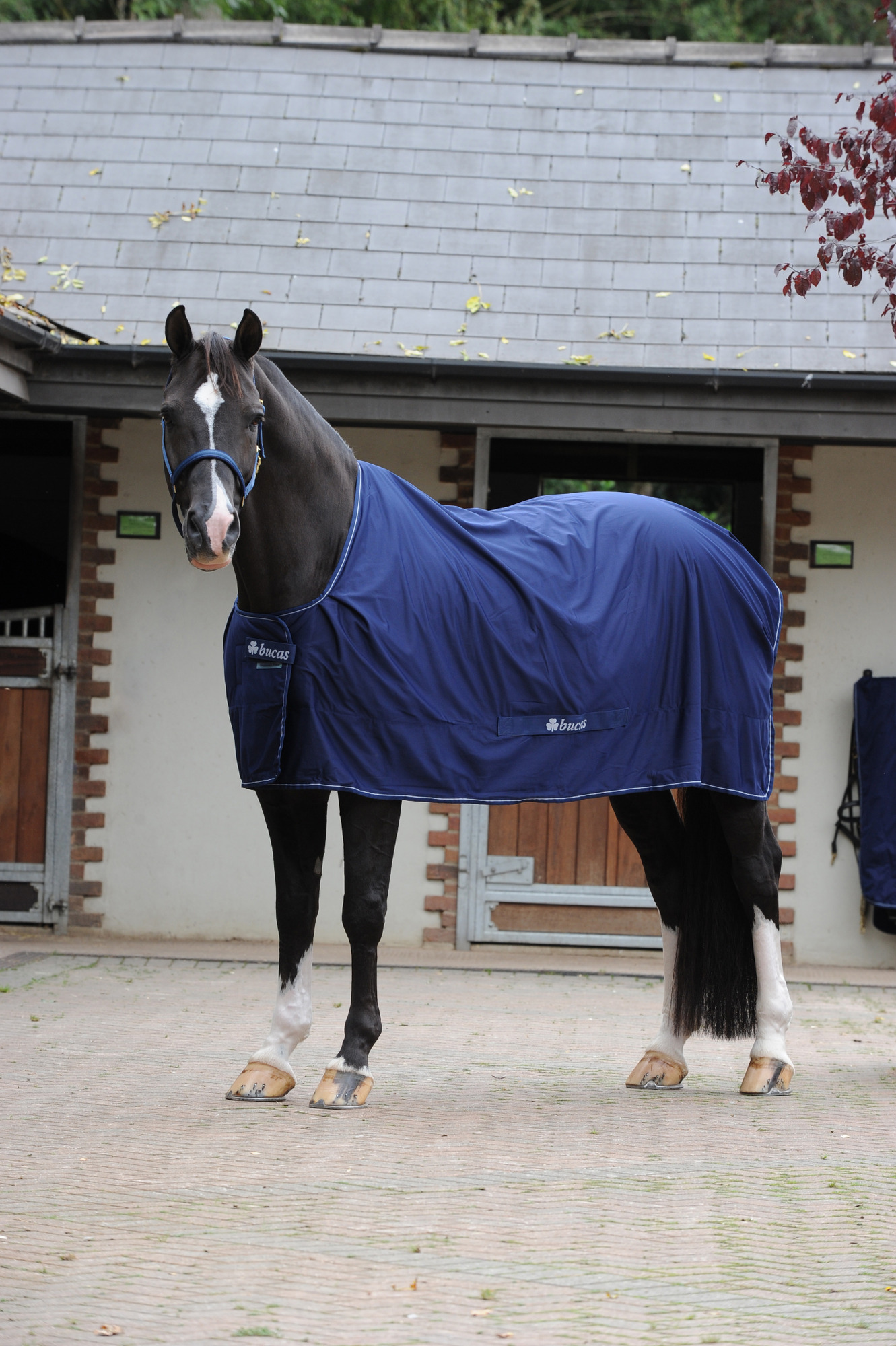 Bucas Power Cooler Blauw