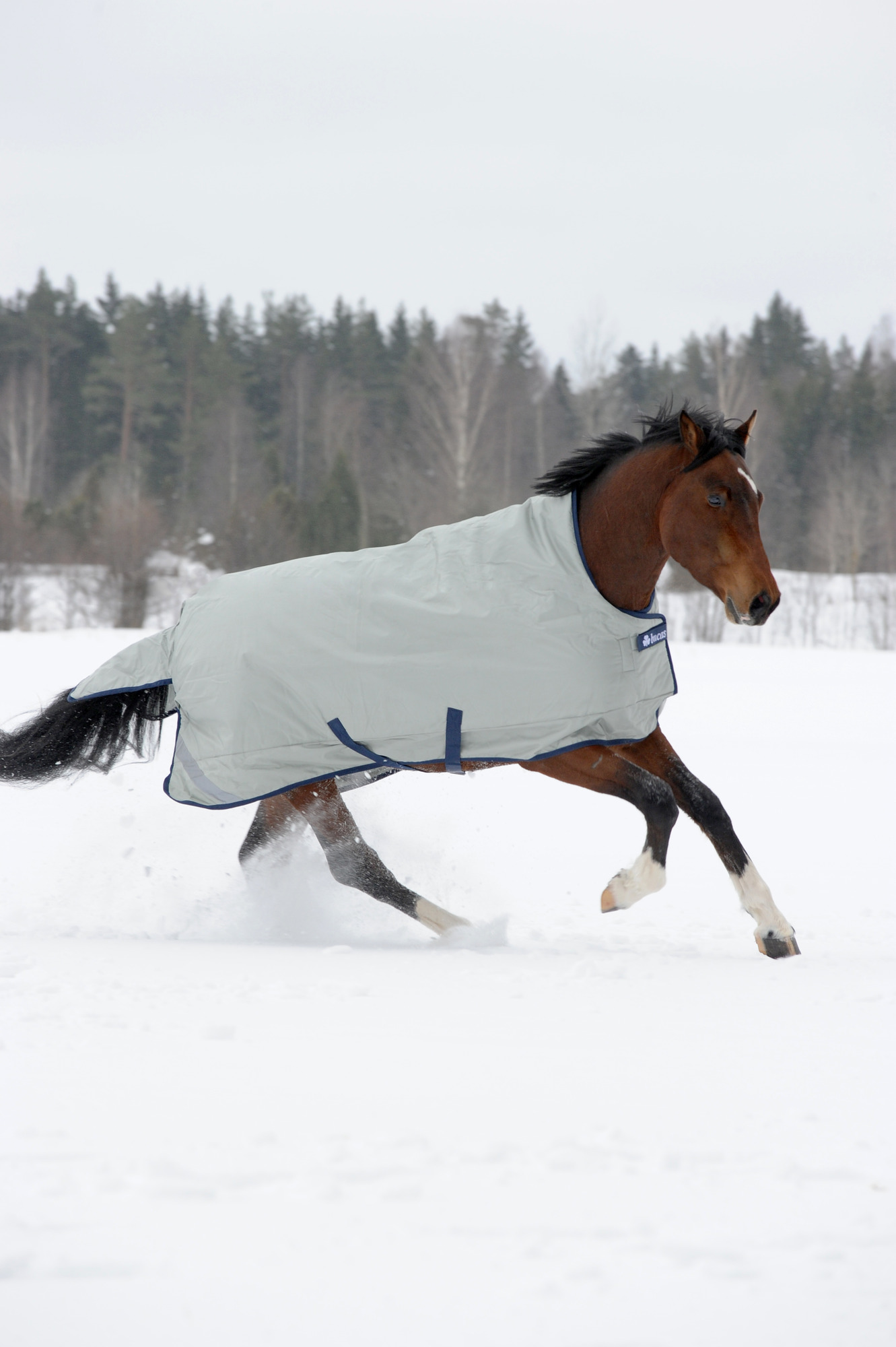 Bucas Power Turnout High Neck Light
