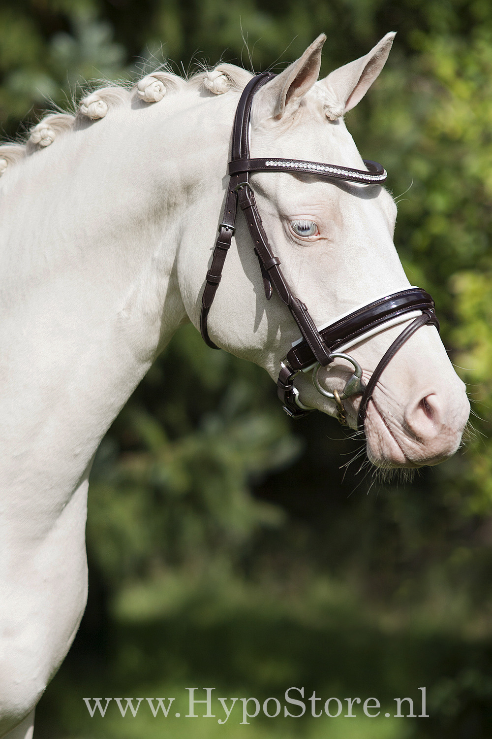 Premiera "Milano" Brown bridle with anatomically shaped headpiece and white padded patent leather noseband