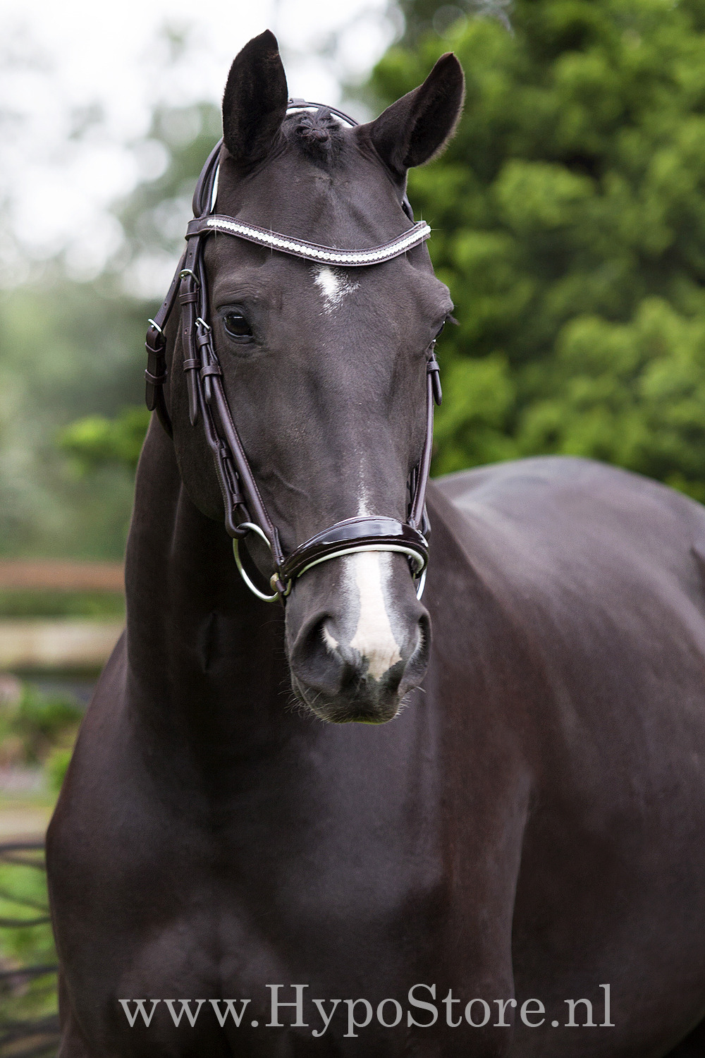 Premiera "Savona" brown bridle with white-padded patent leather drop noseband and anatomically shaped crownpiece