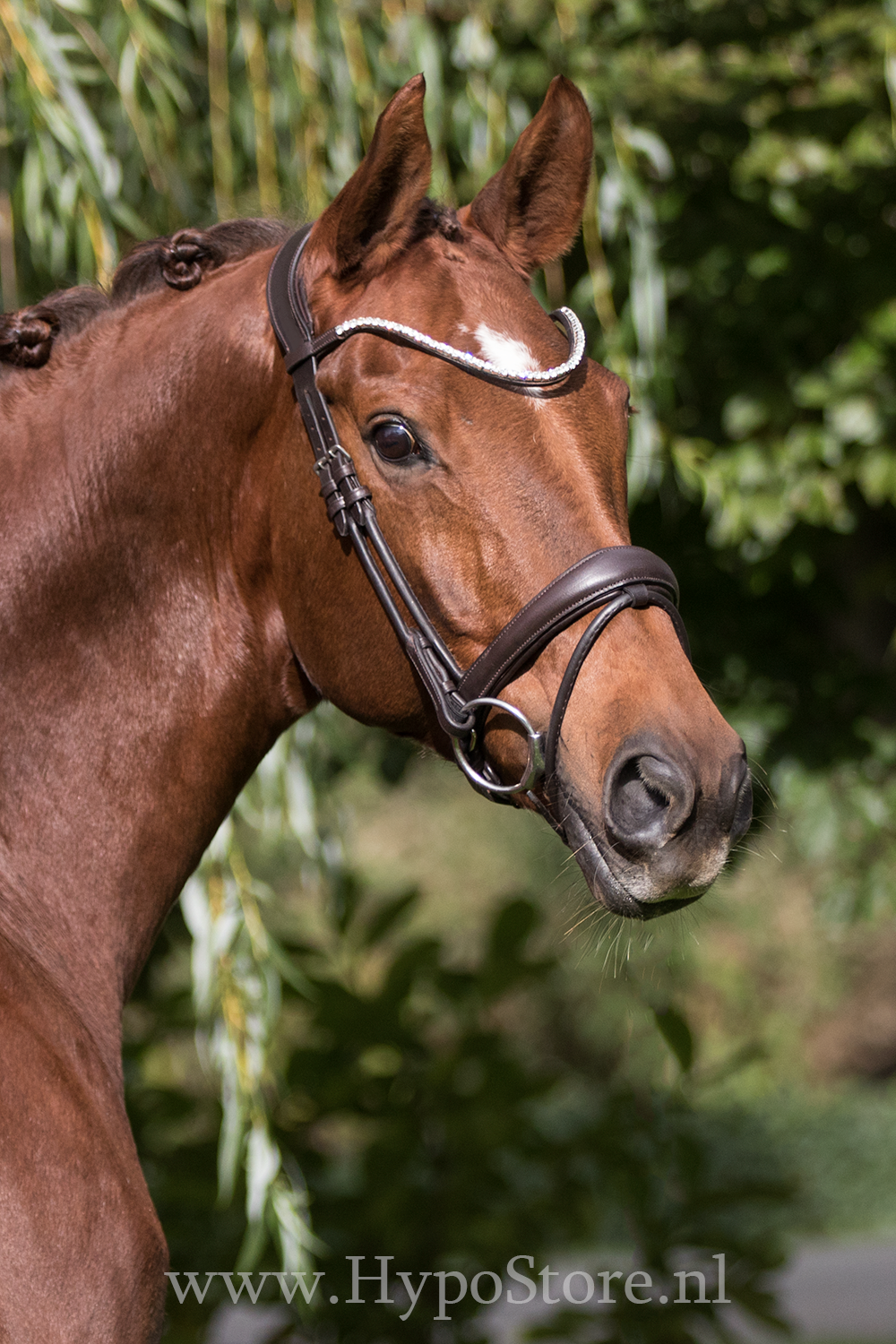 Premiera "Latina" brown anatomic bridle with patent leather details