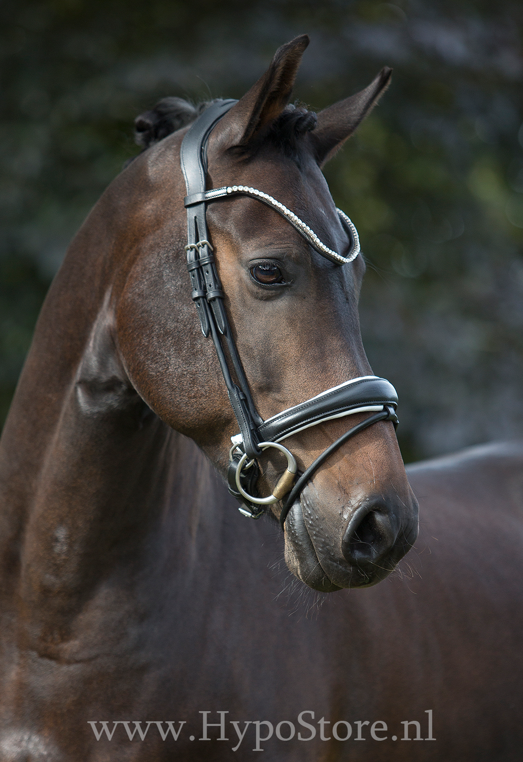 Premiera "Latina" black anatomic bridle with white padding and patent leather details