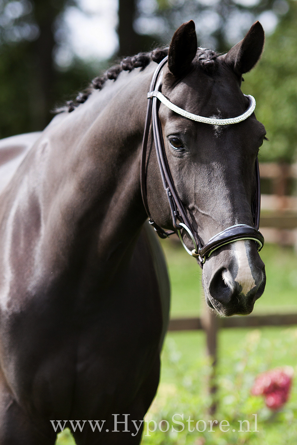 Premiera "Novara" Brown Rolled Bridle with white padded patent drop noseband