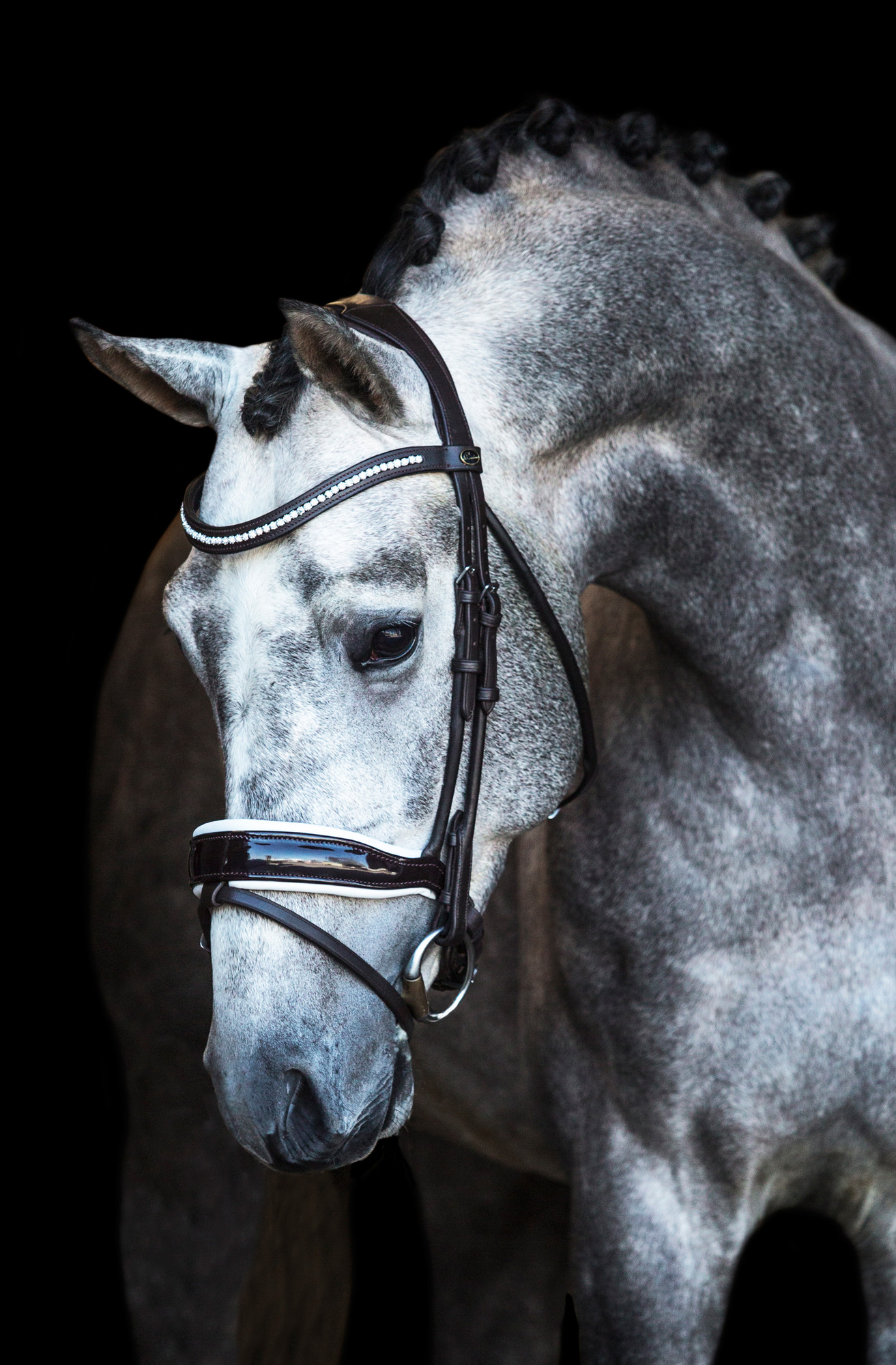 Premiera "Verona" brown anatomical bridle with white padded noseband