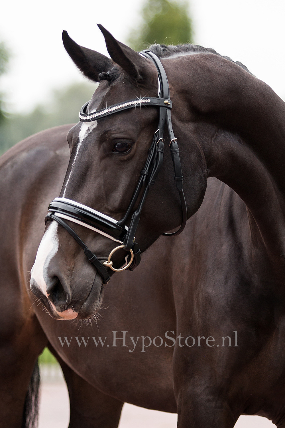 Premiera "Milano" Black bridle with anatomically shaped headpiece and white padded patent leather noseband