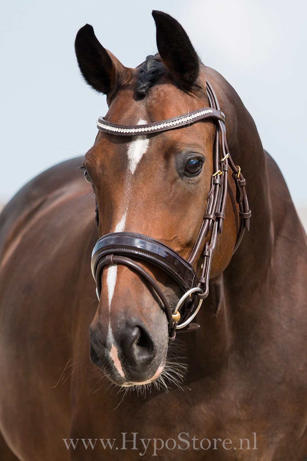 Premiera "Milano" Brown bridle with anatomically shaped headpiece and patent leather noseband, gold buckles