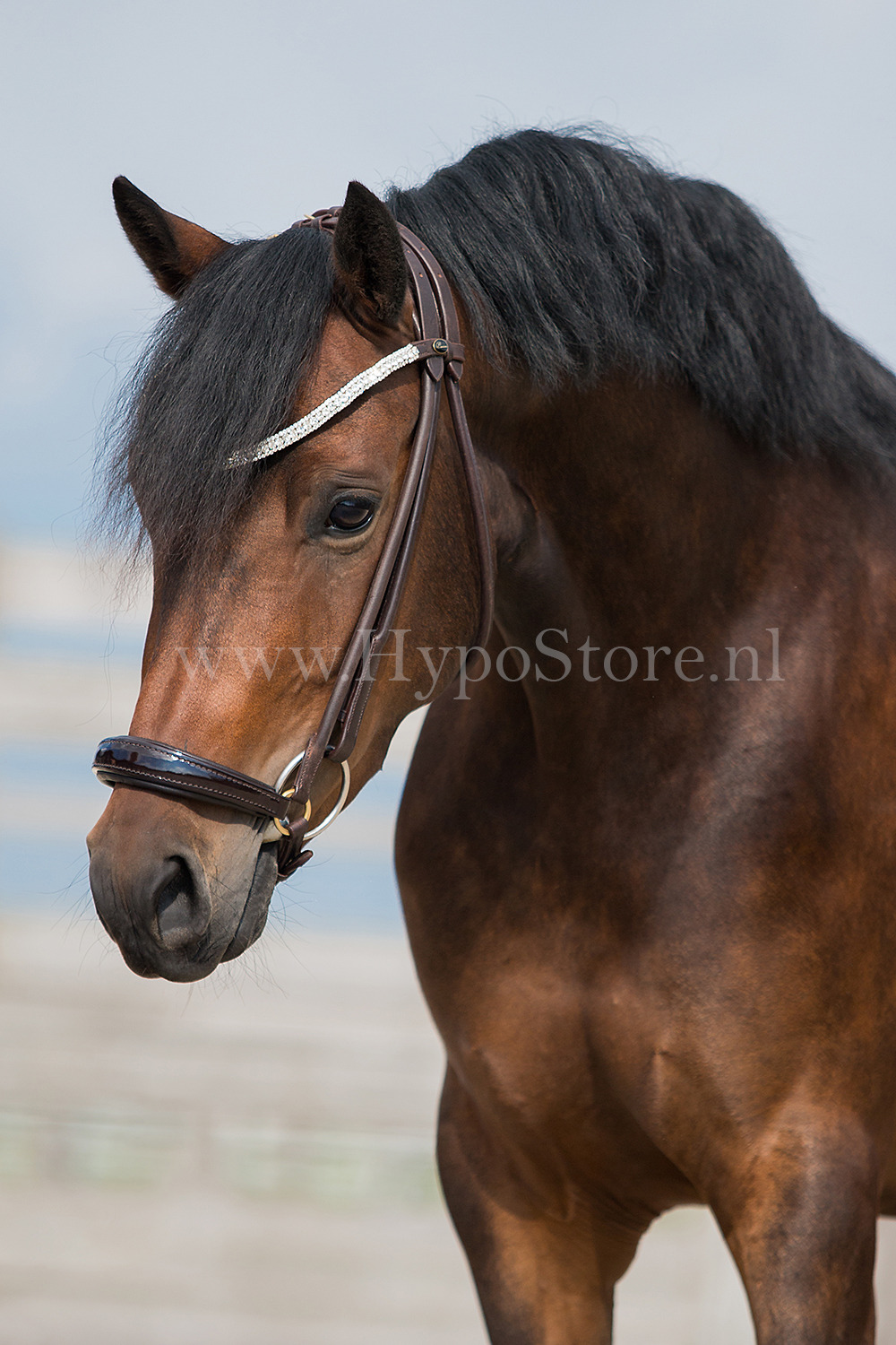 Premiera "Novara" Brown Rolled Bridle with Patent Drop Noseband and Gold Hardware