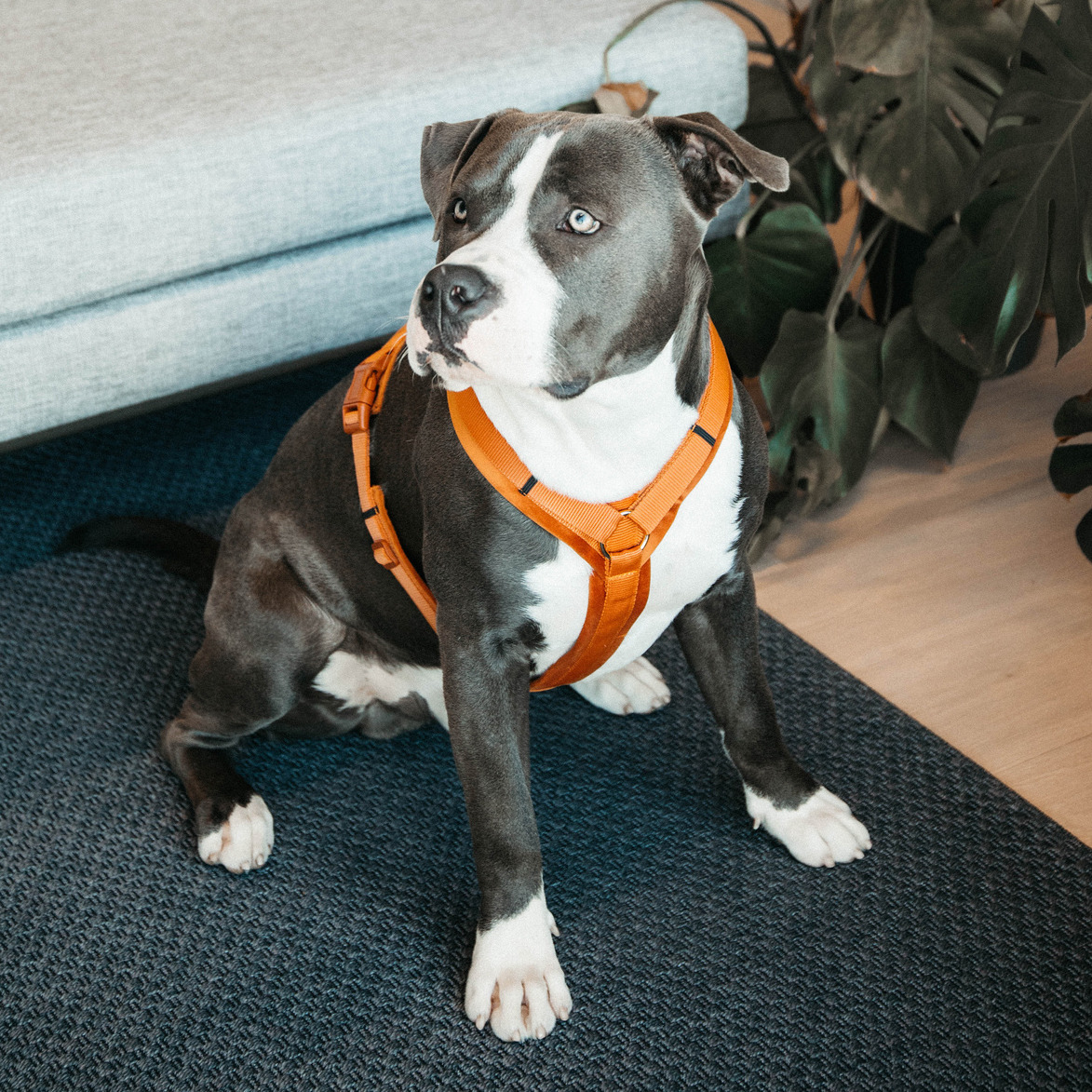 Kentucky Dog Harness Active Velvet