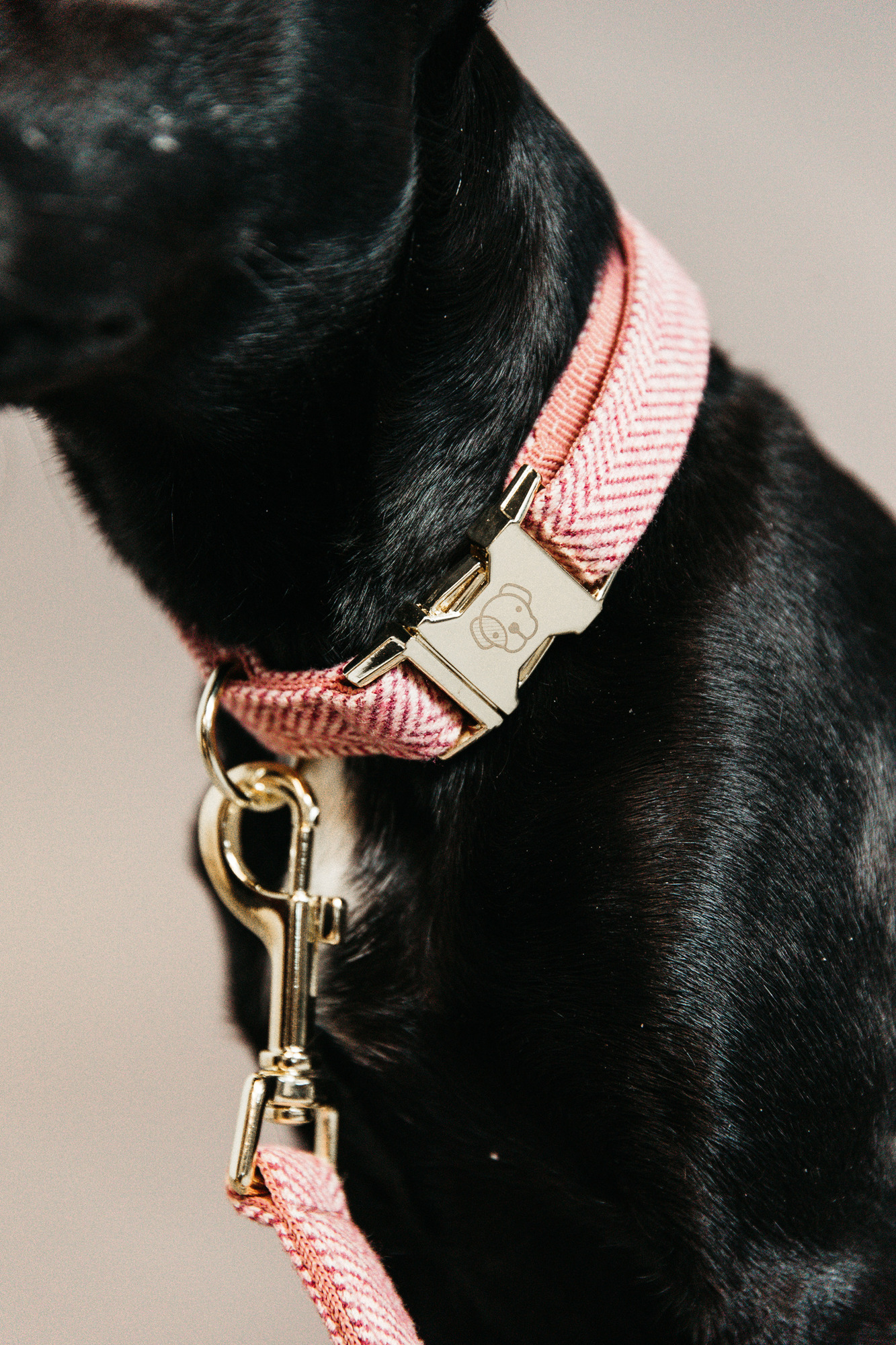Kentucky Dog Collar Wool