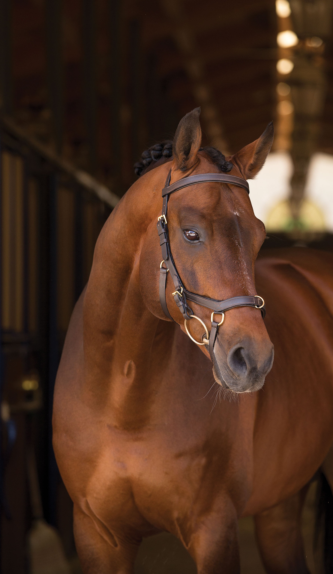 Rambo Micklem Multi Bridle