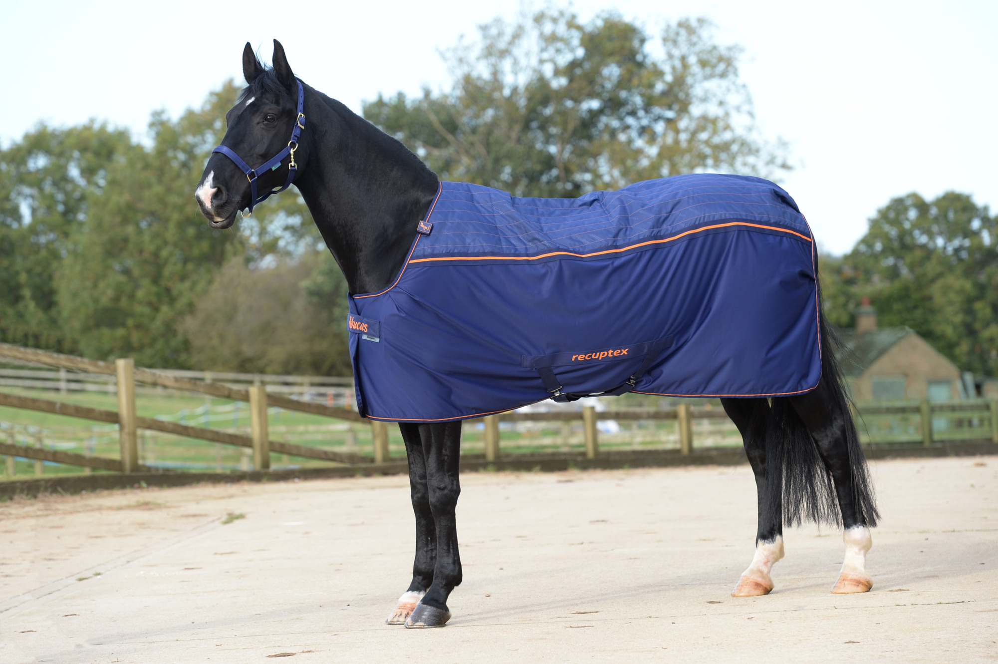 Bucas Therapy Pony Navy / Oranje