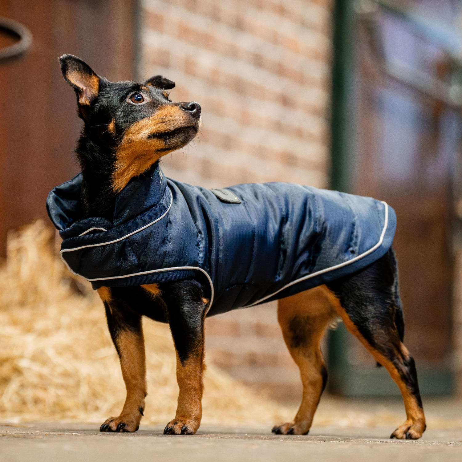 Horseware Signature Hundedecke