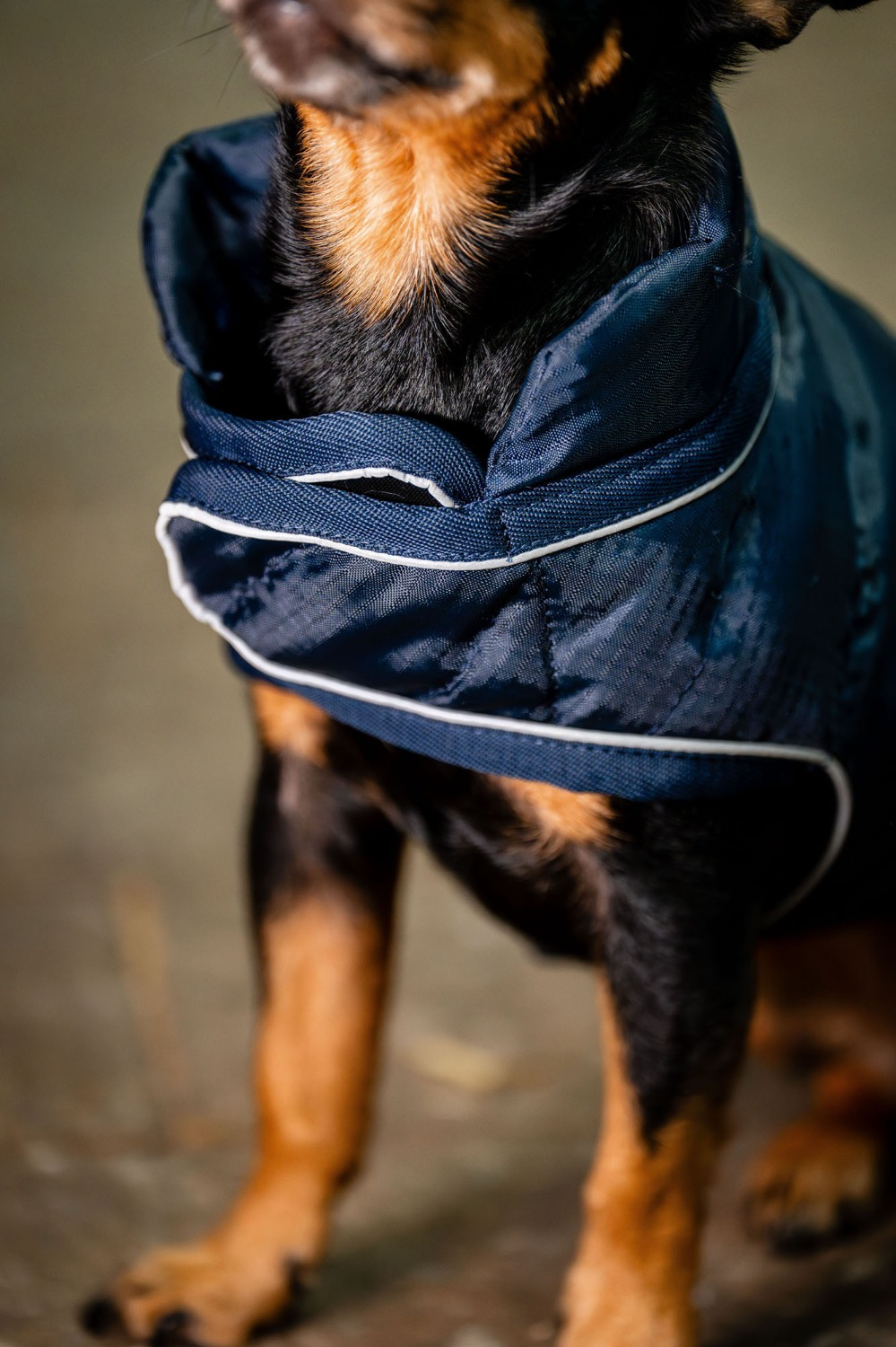Horseware Signature Hundedecke