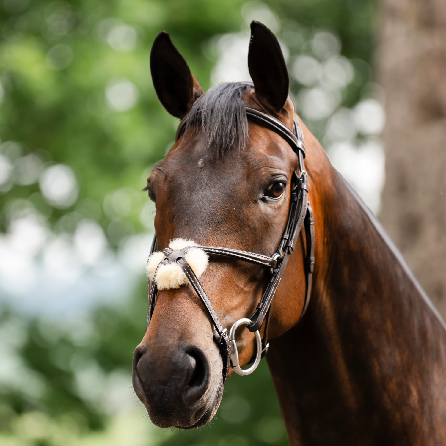 Horseware Trense mit mexikanischem Reithalfter