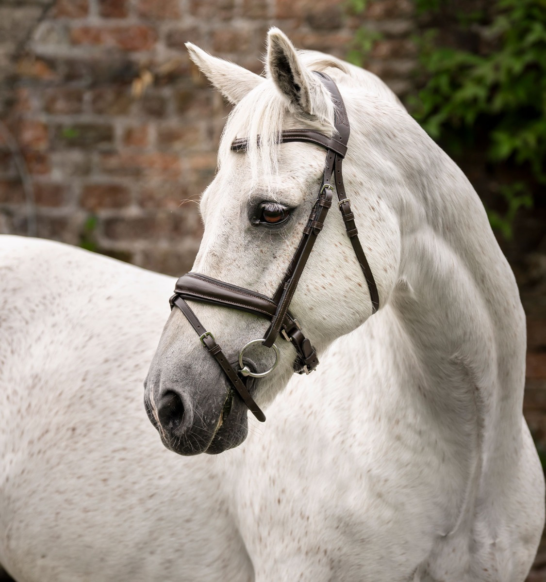 Horseware Pony Kombinierte Trense