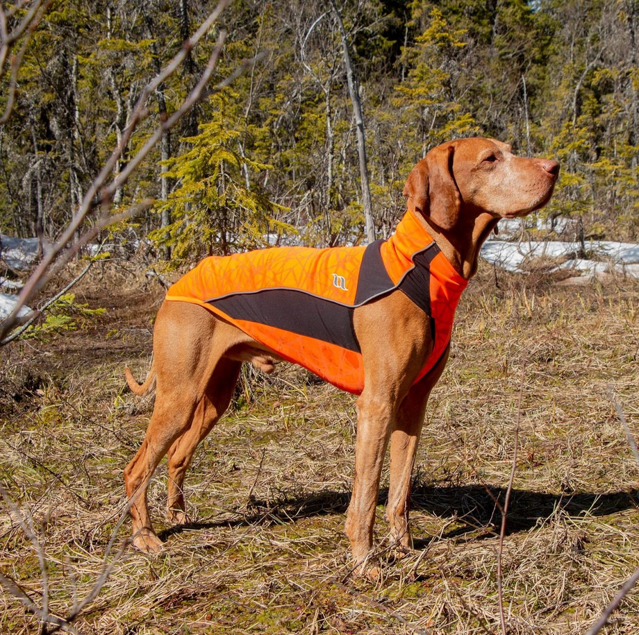 Back on Track Hundedecke Eddie High Visibility