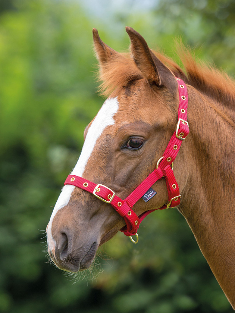 Shires Nylon Foal Halter