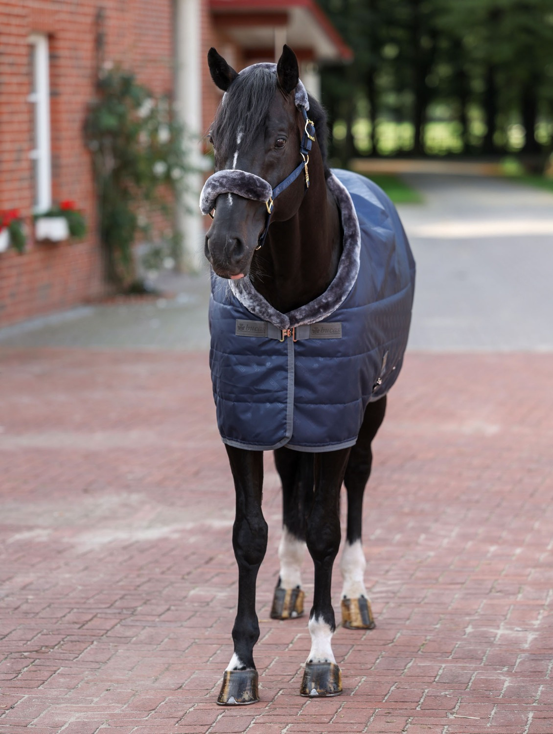 Bucas Show-Line Staldeken Silk-Feel