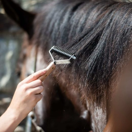 Smart Grooming Smart Mane