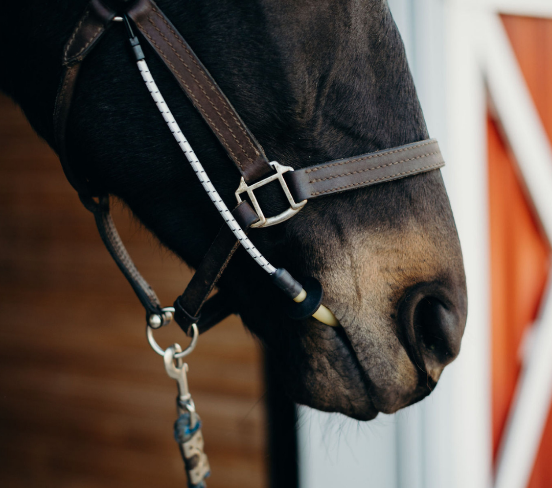 ThinLine Busy Buddy - Calms Horses