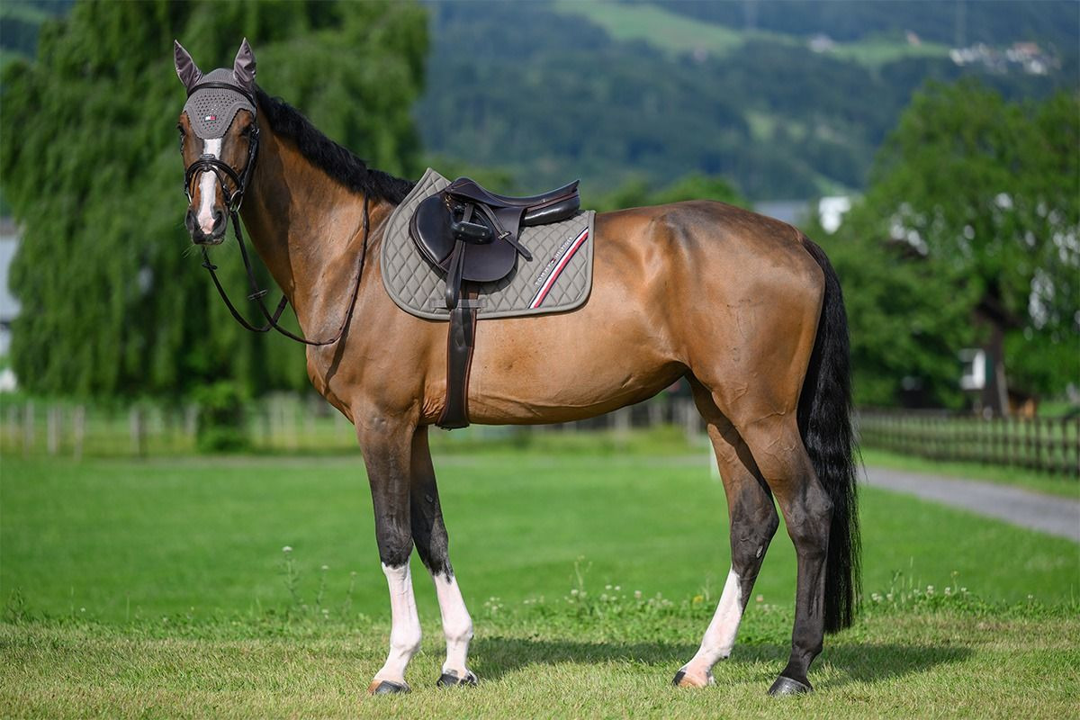 Tommy Hilfiger SS26 Stanford Saddle Pad