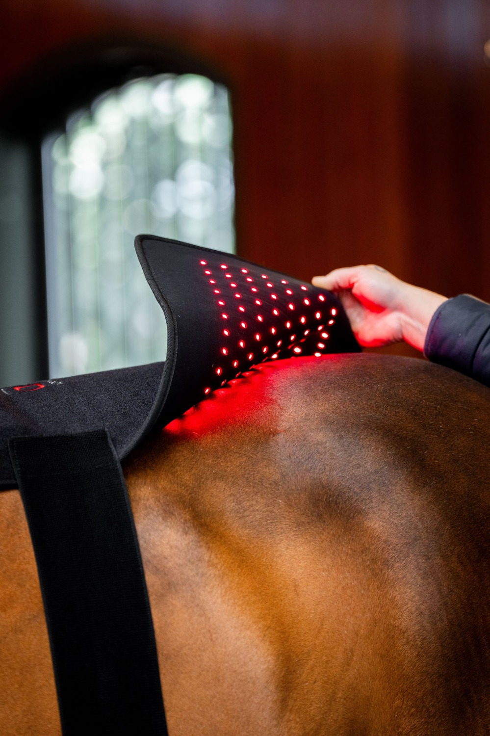 Horseware LED-Rotlicht-Therapie-Pad