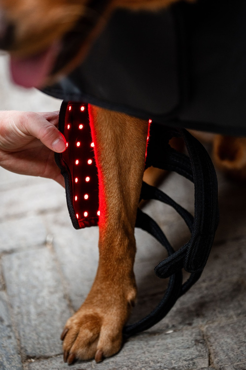 Horseware LED-Rotlichttherapie-Beinbandage für Haustiere