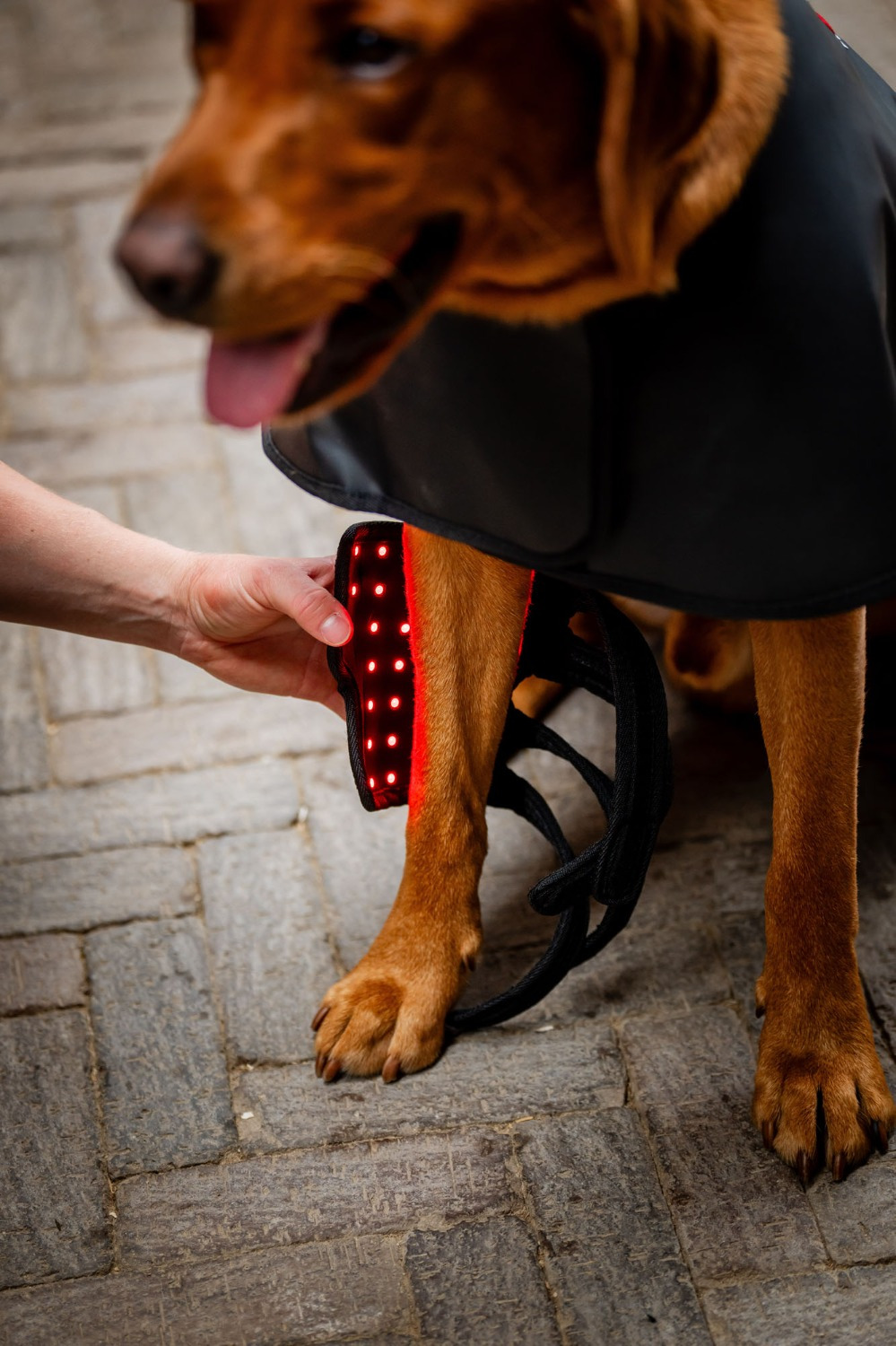 Horseware LED-Rotlichttherapie-Beinbandage für Haustiere
