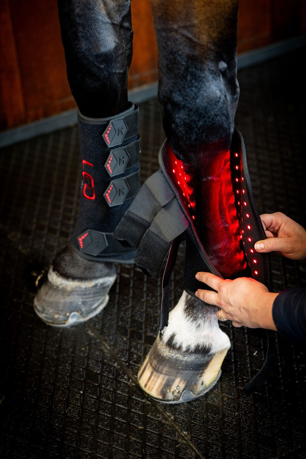 Horseware LED-Rotlichttherapie-Beinbandagen