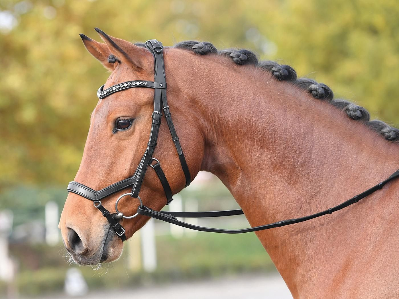 Busse hoofdstel Feeling