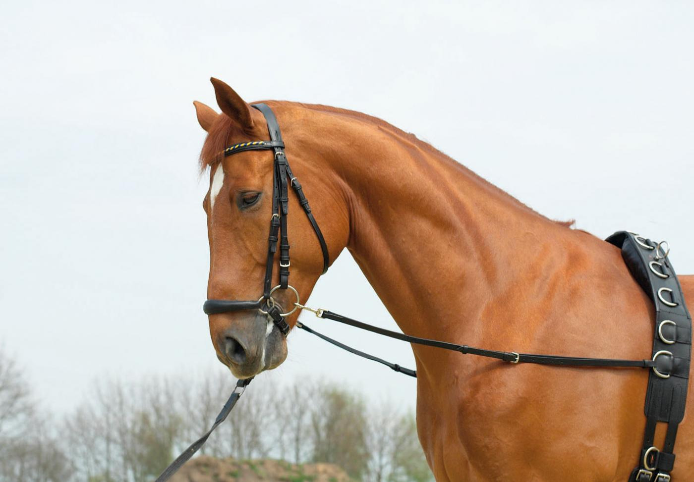 Busse Bijzetteugel Basic Starr