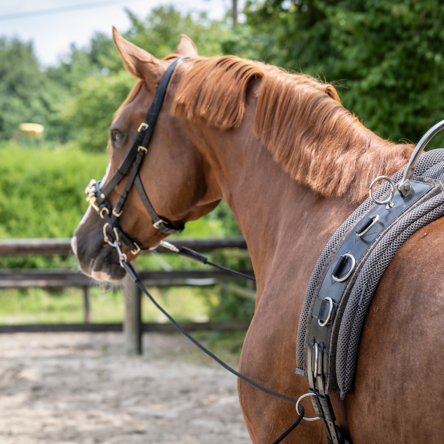 Busse Dubbele Longeerlijn Soft BT
