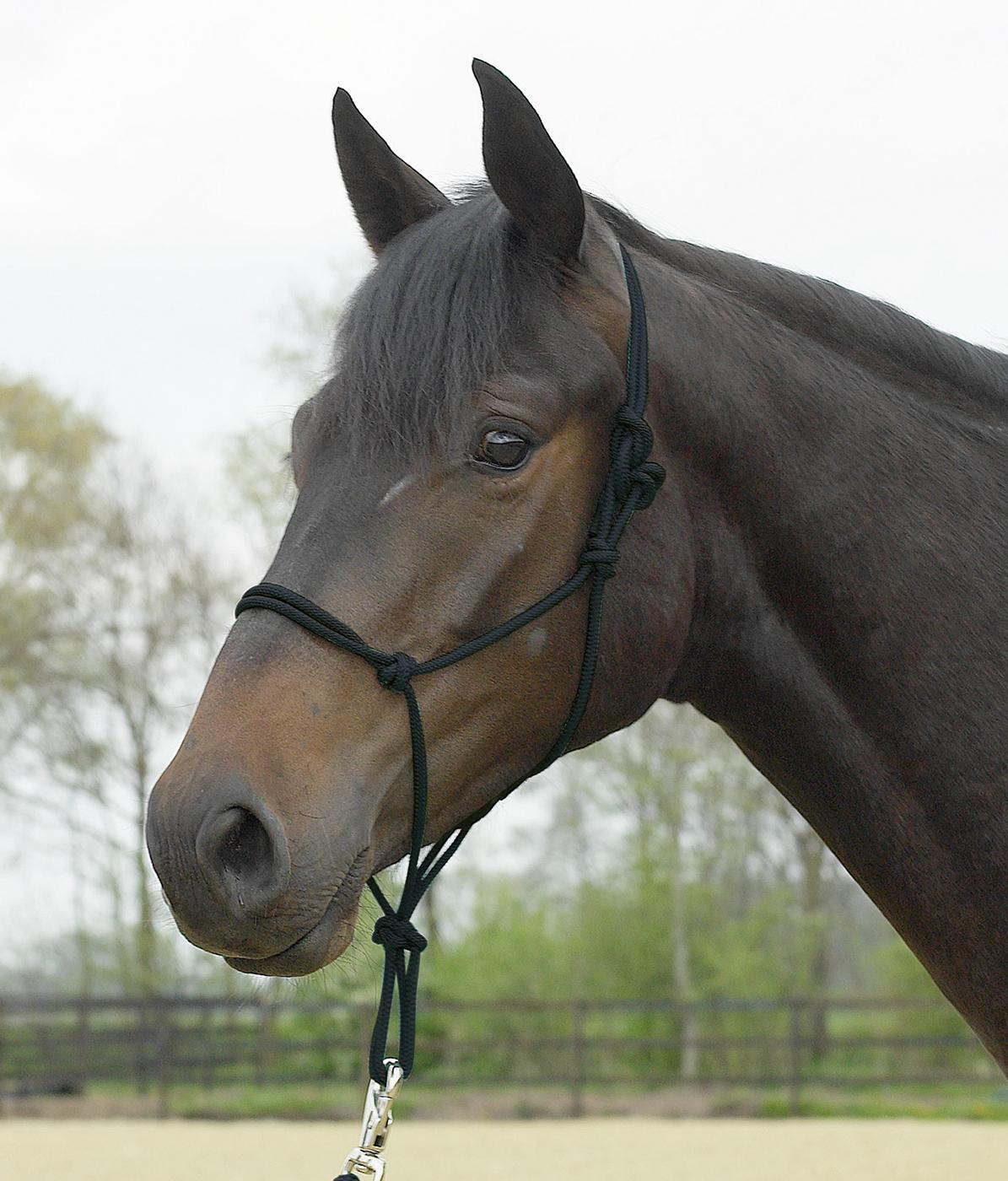 Busse Rope halter Standard