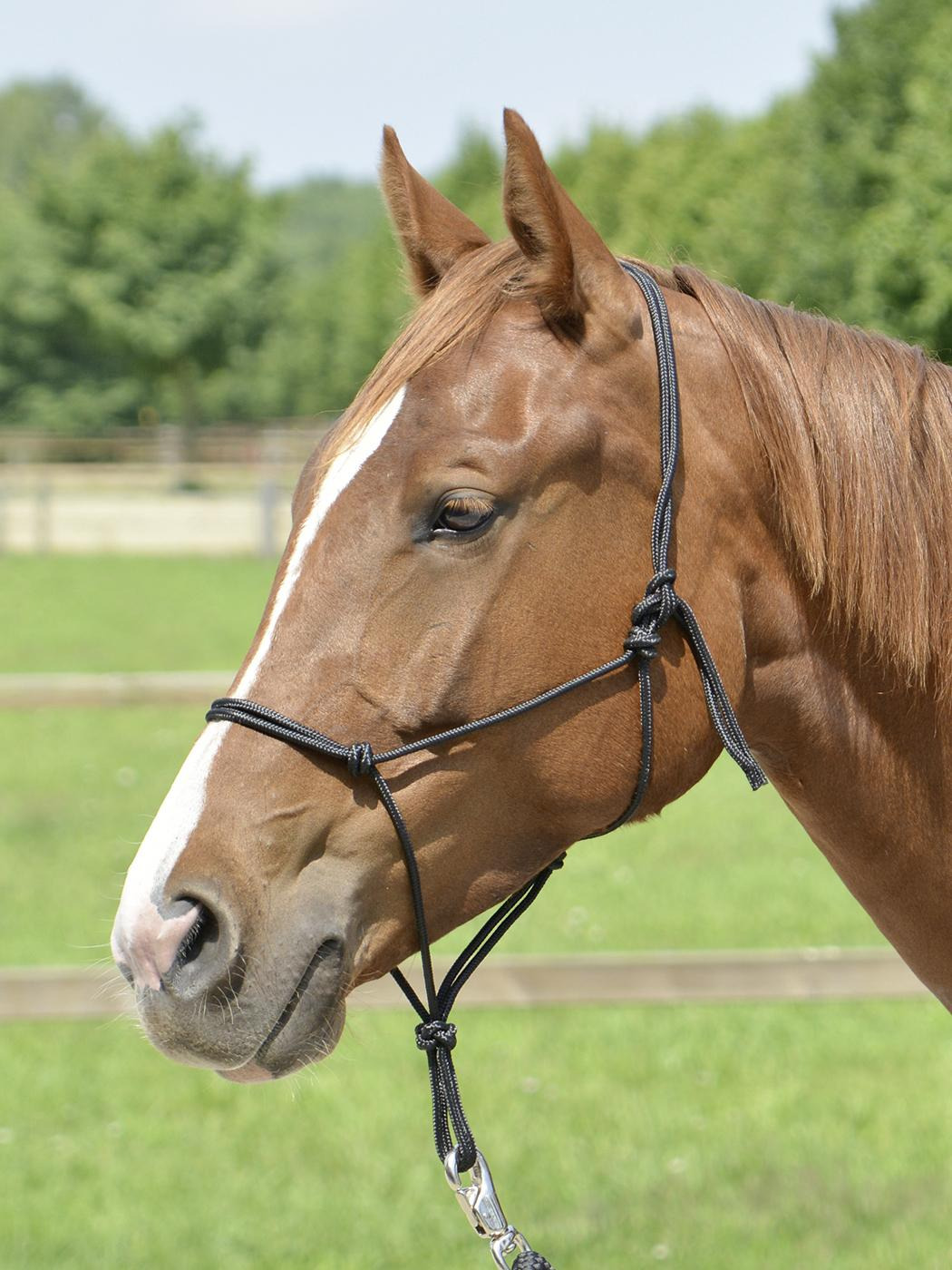 Busse rope halter Smooth ll
