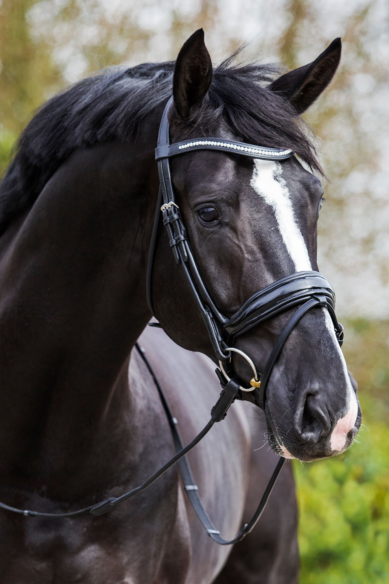 Premiera "Verona" Black Anatomical Bridle