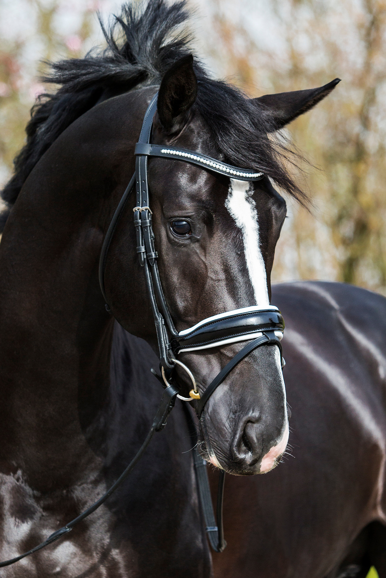 Premiera "Verona" black anatomical bridle with white padded noseband