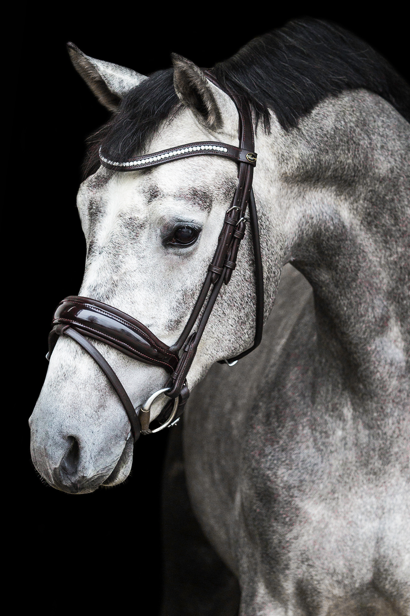 Premiera "Verona" brown anatomical bridle