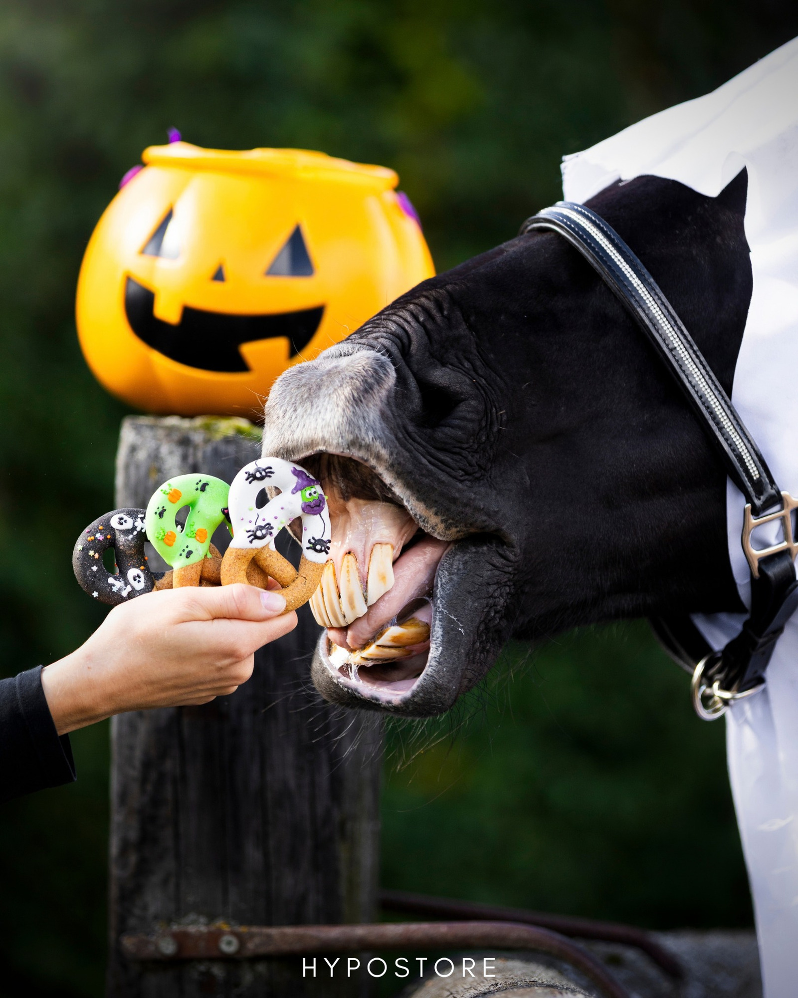Spooky season, but make it horse treats 🎃👻🐴
