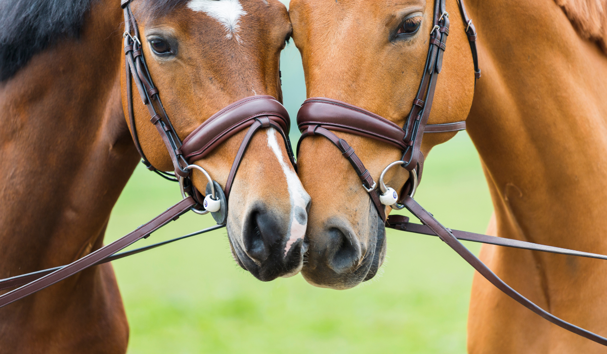 Understanding the various types of horse bits