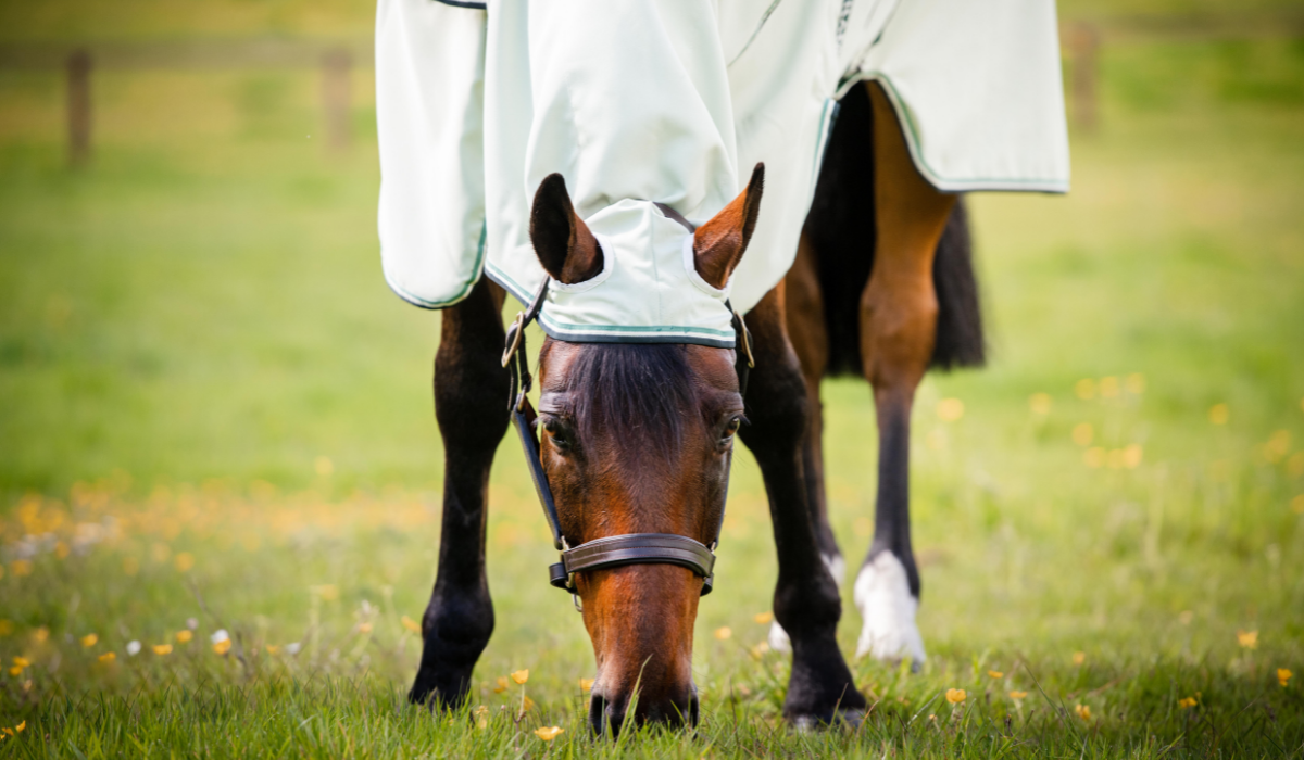Hoe help je jouw paard met zomereczeem de zomer door
