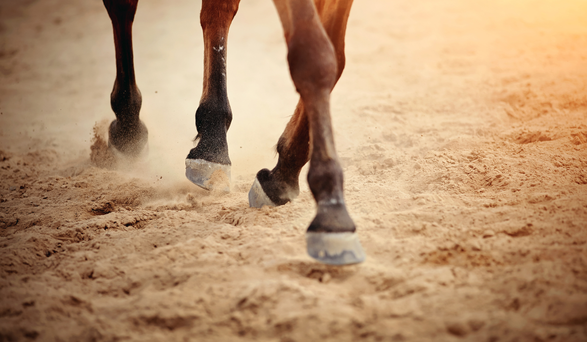 Cavalor: Alles over gevoelige hoeven