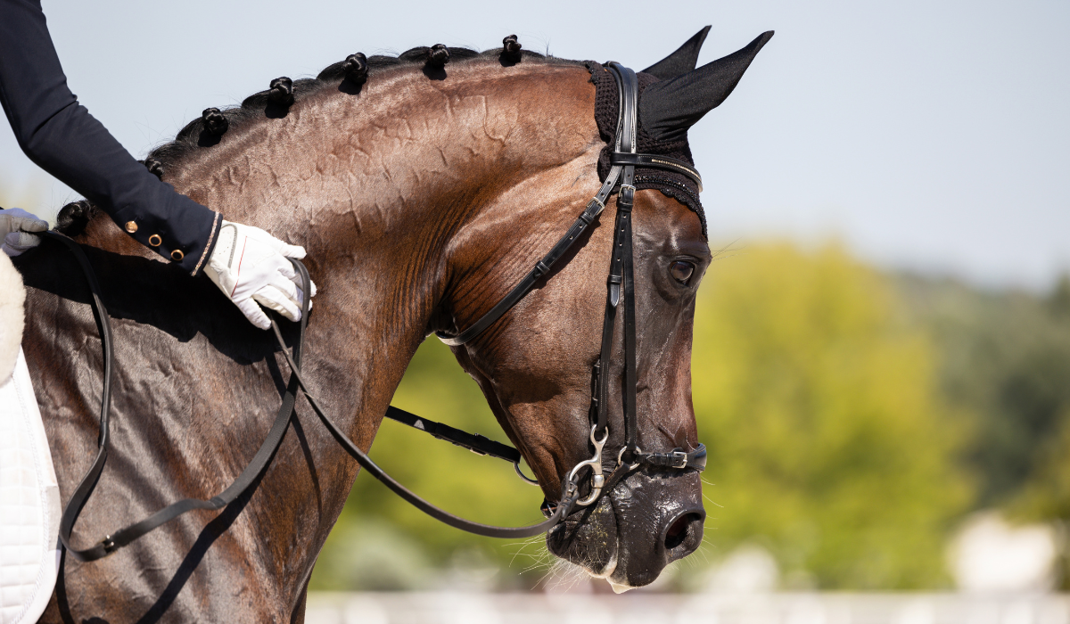  Support your horse during warm summer days