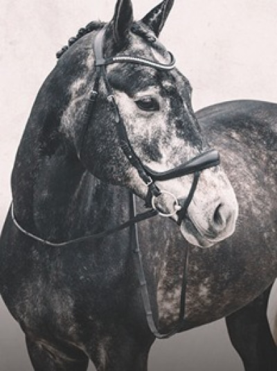 Bridles